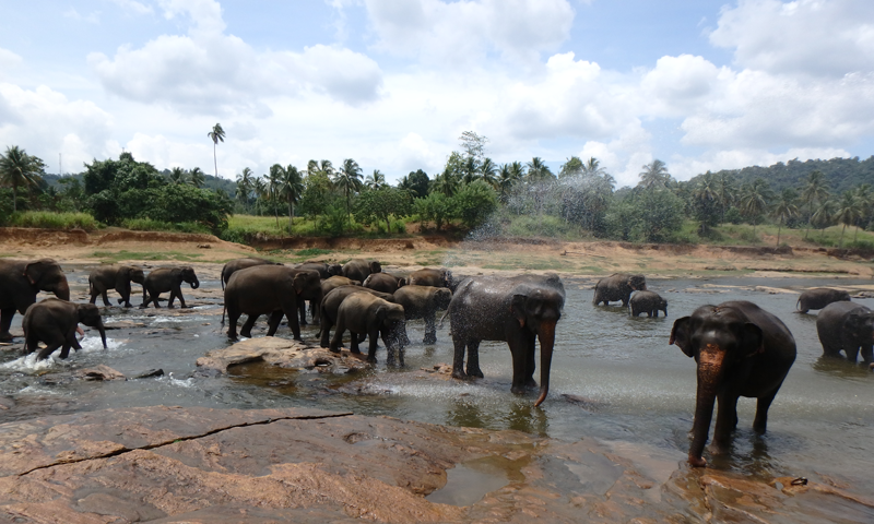 Pinnawala Elephant Orphanage